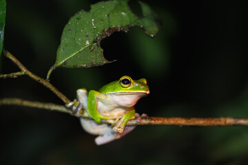 A vibrant emerald tree frog (Zhangixalus prasinatus) perches on a thin branch. It is a species endemic to Taiwan. Known for its bright green skin and distinctive golden streaks in its eyes.
