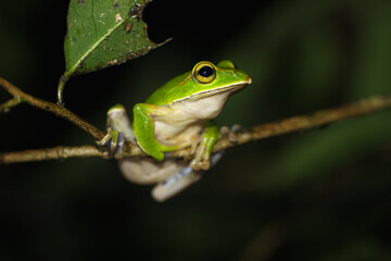 A vibrant emerald tree frog (Zhangixalus prasinatus) perches on a thin branch. It is a species endemic to Taiwan. Known for its bright green skin and distinctive golden streaks in its eyes.