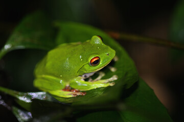 A small, bright green Moltrecht's tree frog (Zhangixalus moltrechti) is perched on a broad leaf, its striking red eyes contrasting against its vibrant green skin. New Taipei City, Taiwan.
