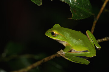 A vibrant emerald tree frog (Zhangixalus prasinatus) perches on a thin branch. It is a species endemic to Taiwan. Known for its bright green skin and distinctive golden streaks in its eyes.