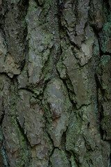 Bark of an old tree in the forest.