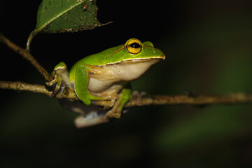 A vibrant emerald tree frog (Zhangixalus prasinatus) perches on a thin branch. It is a species endemic to Taiwan. Known for its bright green skin and distinctive golden streaks in its eyes.