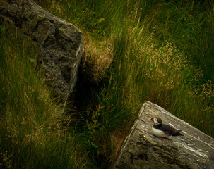 Atlantic Puffin in Natural Habitat