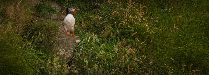 Atlantic Puffin in Natural Habitat