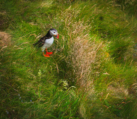 Atlantic Puffin in Natural Habitat