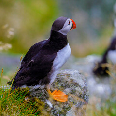 Atlantic Puffin in Natural Habitat