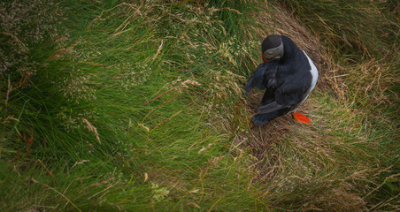 Atlantic Puffin in Natural Habitat
