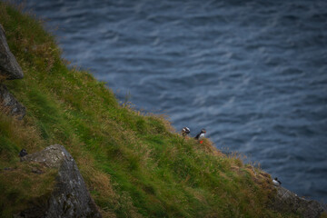 Atlantic Puffin in Natural Habitat