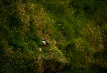 Atlantic Puffin in Natural Habitat