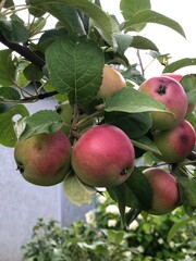apples on tree