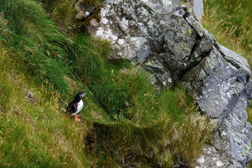Atlantic Puffin in Natural Habitat