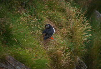 Naklejka premium Atlantic Puffin in Natural Habitat