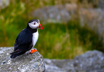 Atlantic Puffin in Natural Habitat
