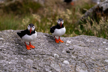 Atlantic Puffin in Natural Habitat