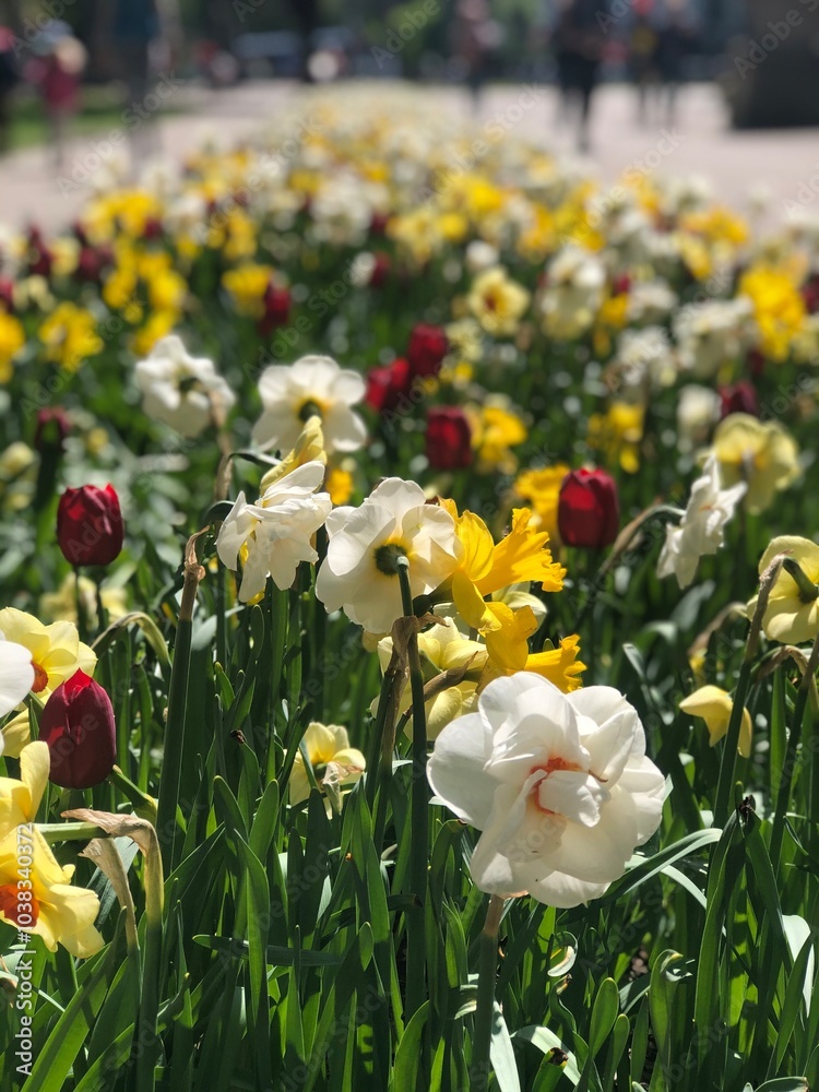 Wall mural yellow and red tulips