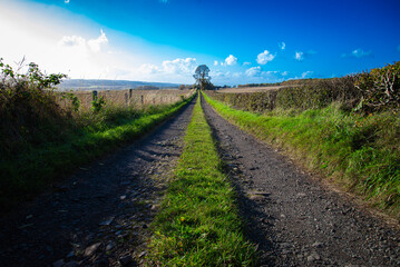 Endless stretches of golden wheat fields flanking the road, creating a picturesque rural landscape. The sun casts a warm glow, highlighting the beauty of nature and the promise of harvest.