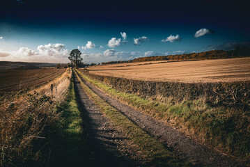 Endless stretches of golden wheat fields flanking the road, creating a picturesque rural landscape....