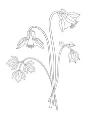 Wildflower bouquet. Aquilegia or columbine flowers and buds. Blooming wild plant with leaf. Line art, minimal style, contour. Botanical hand-drawn elements for design projects. Vector illustration