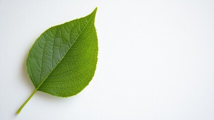 Fresh Green Leaf on White Background