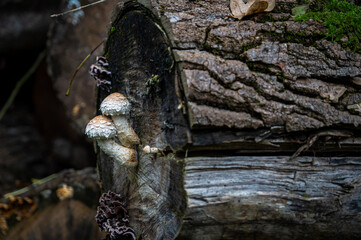 Mushroom on a tree