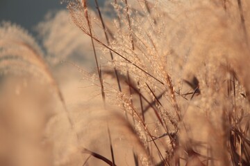 가을의 야외 풍경 - 억새풀