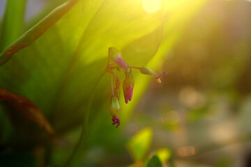 purple flowers at the garden