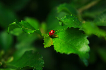 a ladybug walking on a green leaf