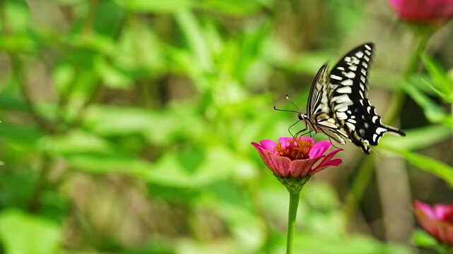Japanese swallowtail butterfly (Papilio xuthus) nectaring on a Zinnia elegans