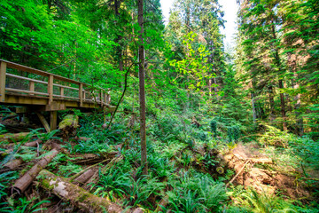Obraz premium Capilano Bridge Park on a sunny summer day, North Vancouver, Canada
