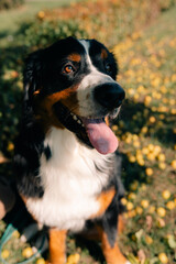 Bernese Mountain Dog standing in forest park