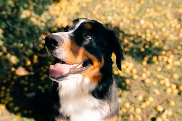 Bernese Mountain Dog standing in forest park