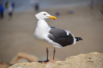 Seagull close-up