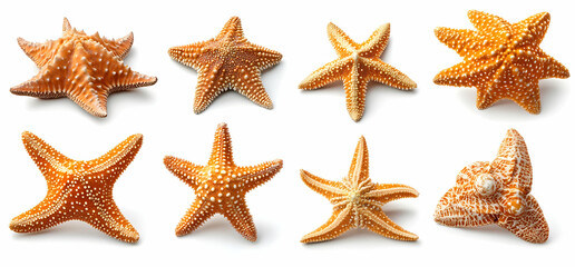 Collection of Orange Starfish on White Background.