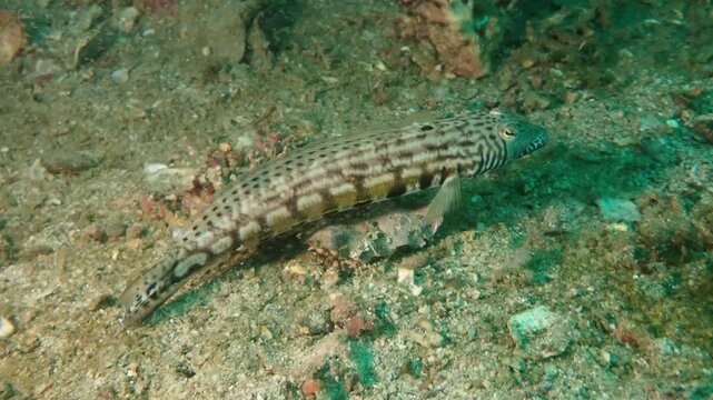 海の地面に生息する魚のカモハラトラギス