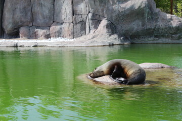 Seal sleeping in the lake