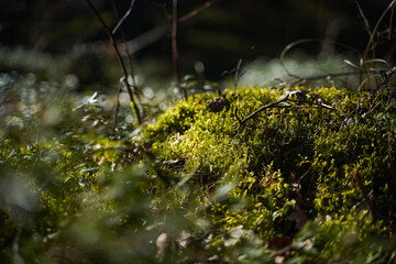 Close up of moss covering a tree branch. Bokeh blurry defocused background