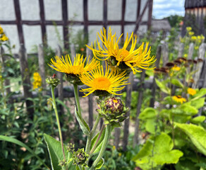 Inula Helenium