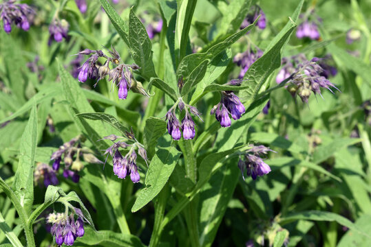 Comfrey, Symphytum, officinale