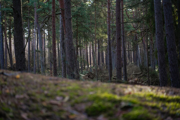 Background pine forest with green moss. Focus in foreground, blurred background.