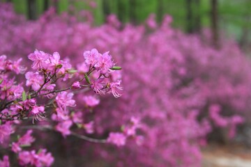 Fototapeta premium Rhododendron branch blooming in springtime with shallow depth of field