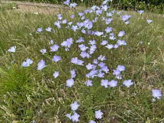 Flax, linum perenne