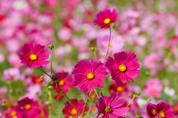 Fototapeta premium 秋のイメージ コスモス畑02