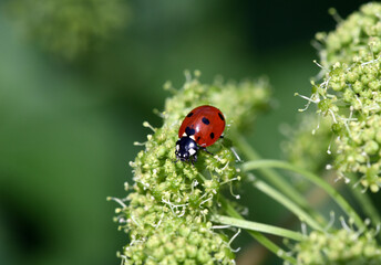 Ladybug, Coccinella semptempunctata