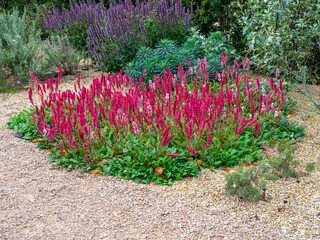 Bistort plant, Bistorta officinalis, in full flower in a garden