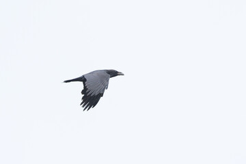 Obraz premium A black Common raven flying on a spring day in Estonia, Northern Europe