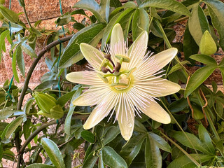 Passion flower, Passiflora, caerulea