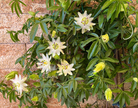 Passion flower, Passiflora, caerulea