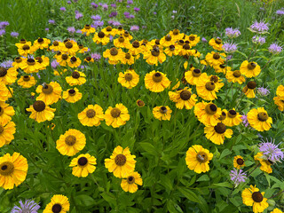 Obraz premium Helenium-Hybride