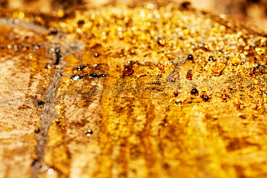 Textura de tronco de &aacute;rvore com seiva escorrendo. 