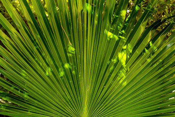 Folha de palmeira com muitas linhas. 